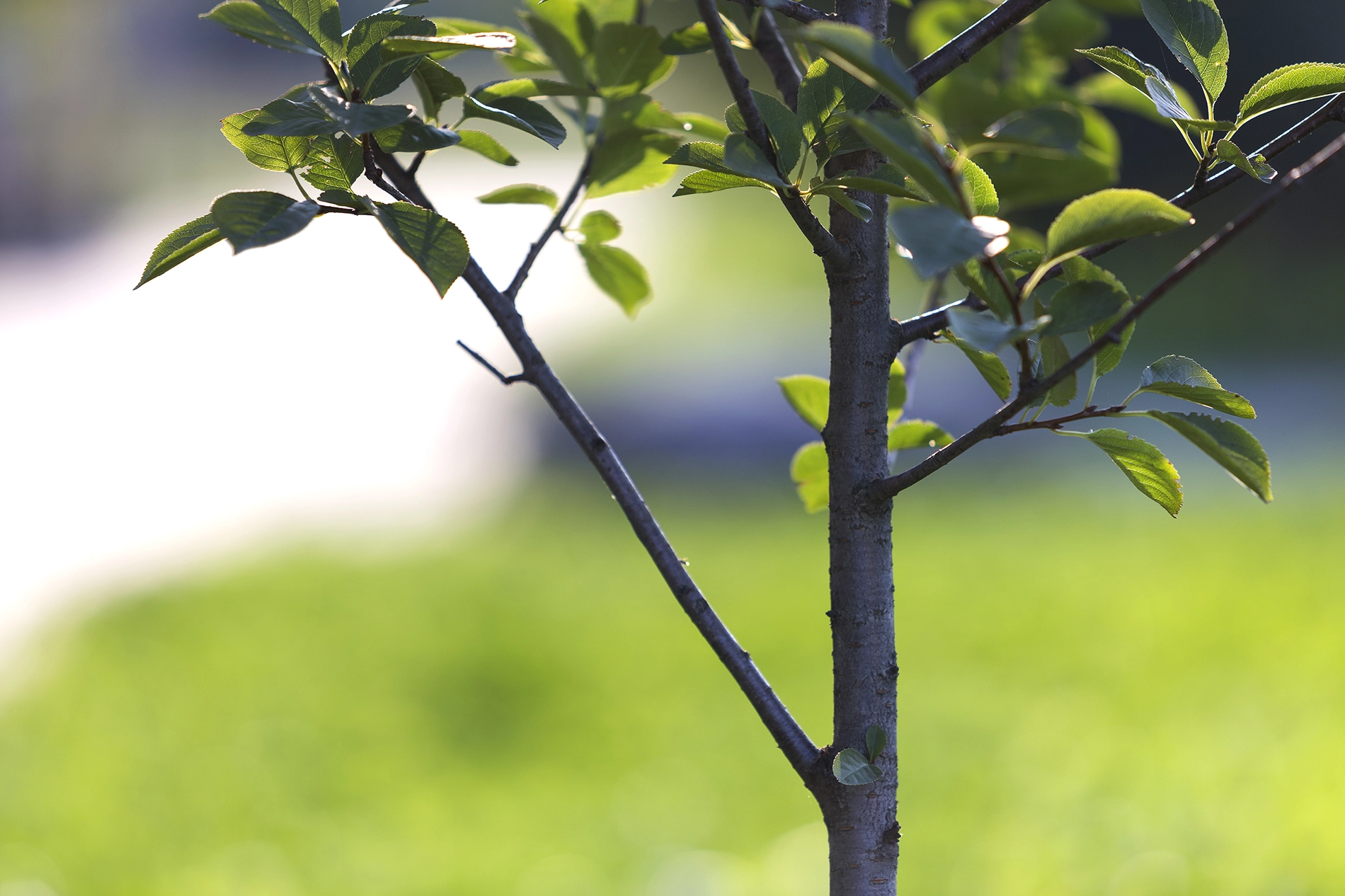 Ett nyplanterat fruktträd mot grön bakgrund