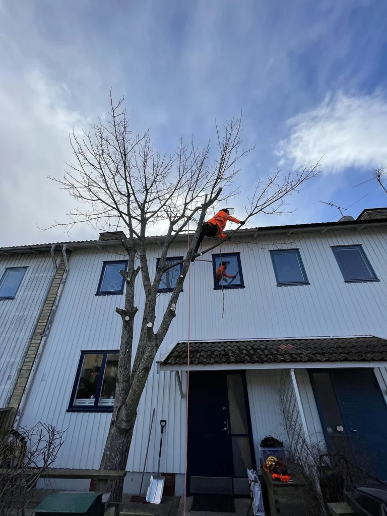 Sektionsfällning av ett träd utanför en bostad