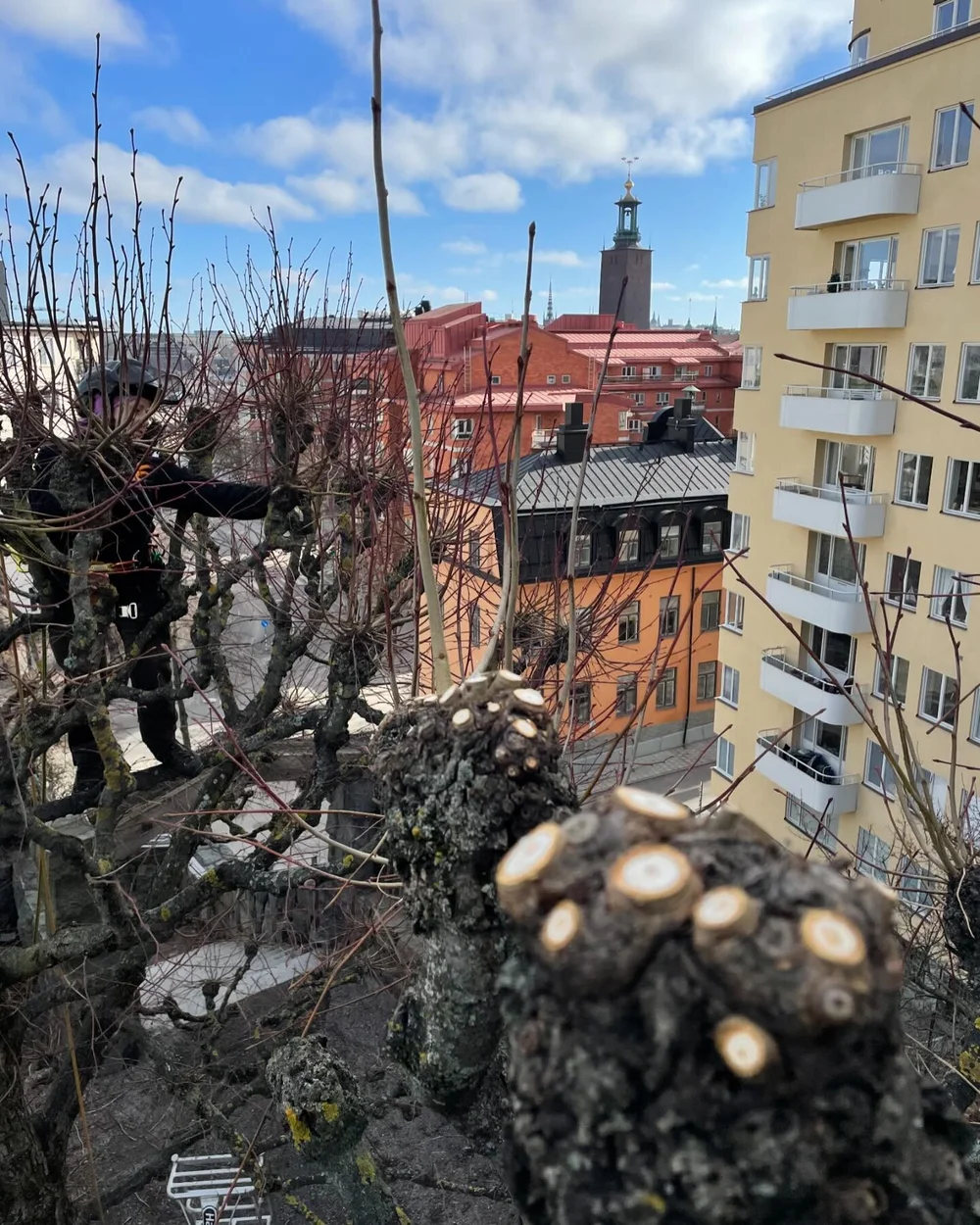 En man i ett träd genomför hamling i centrala Stockholm
