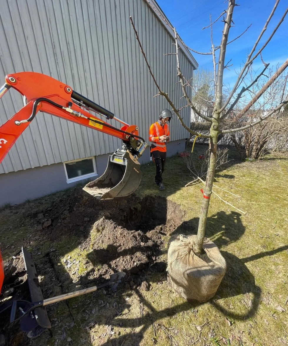 Pågående trädplantering i Stockholm