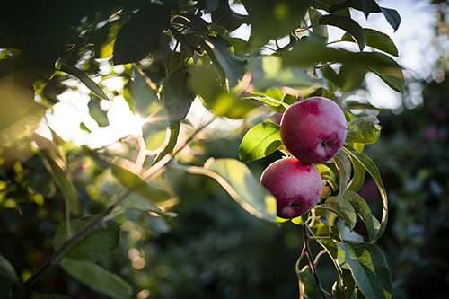 Två klarröda mogna äpplen i ett solbelyst äppelträd
