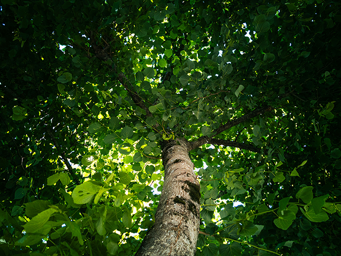En björk sedd underifrån med en kraftig grön trädkrona
