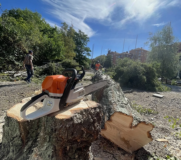 En motorsåg på en stubbe intill ett nyfällt träd i Stockholm