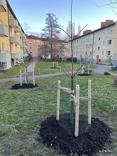 Flera små träd planterade på en innergård i en bostadsrättsförening