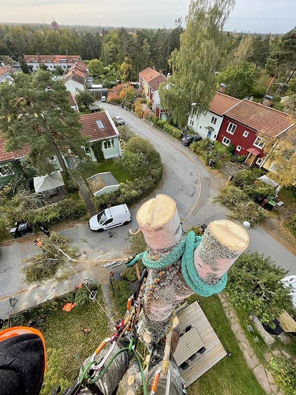 Sektionsfällning av träd i ett bostadsområde